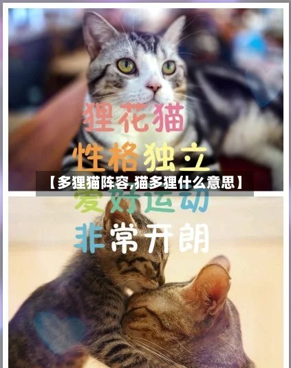 【多狸猫阵容,猫多狸什么意思】-第2张图片