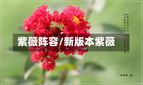 紫薇阵容/新版本紫薇